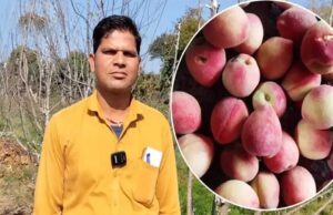 दमोह में किसान प्रहलाद पटेल ने हिमाचल के सेब की खेती कर लोगों को हैरत में डाल दिया