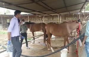 जबलपुर में घोड़ों की रहस्यमयी मौत से मचा हड़कंप, कलेक्टर ने दिए दोबारा जांच के आदेश