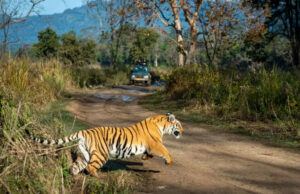 वाइल्ड लाइफ इंस्टीट्यूट ऑफ इंडिया की रिपोर्ट में नंबर-1 का स्थान पर कान्हा नेशनल पार्क