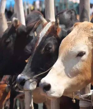 cow_cow_40_1.jpg