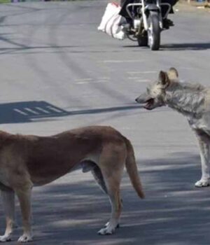 dog.jpg