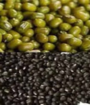 moong.jpg