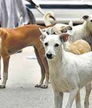 dog-2.jpg