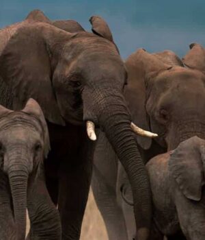 elephantsA_27_1.jpg