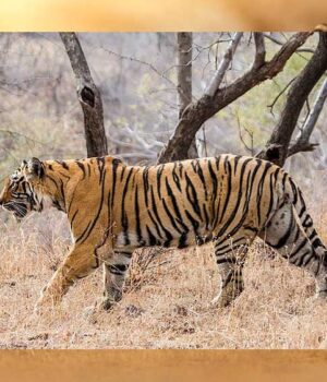 tiger_A_102_3.jpg