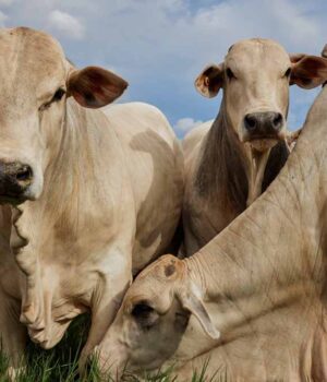 cow_cow_40_4.jpg