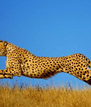 cheetah_47_2-1.jpg