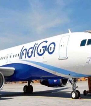 indigo-3.jpg