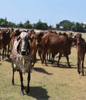 cow_cow_40_3.jpg