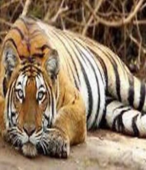 Tiger_01.jpg