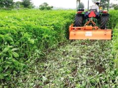 कृषि विभाग का नया अभियान: हरी खाद से बढ़ेगा धान उत्पादन, खेत होंगे हरे-भरे