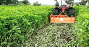 कृषि विभाग का नया अभियान: हरी खाद से बढ़ेगा धान उत्पादन, खेत होंगे हरे-भरे