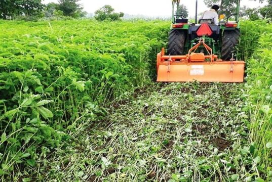 कृषि विभाग का नया अभियान: हरी खाद से बढ़ेगा धान उत्पादन, खेत होंगे हरे-भरे