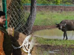 एमपी की वाइल्ड लाइफ को मिली नई जान, सीएम डॉ. मोहन ने रिलीज की 4 जंगली भैसें, ईको-सिस्टम पर होगा सकारात्मक असर