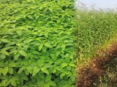 हरी खाद के उपयोग से खेती में वृद्धि, मिट्टी की सेहत भी होगी बेहतर