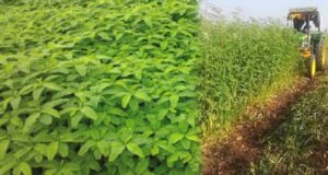 हरी खाद के उपयोग से खेती में वृद्धि, मिट्टी की सेहत भी होगी बेहतर