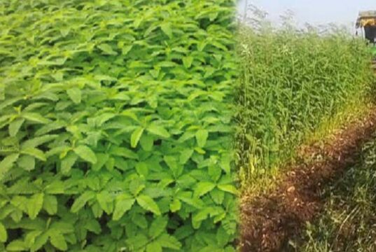 हरी खाद के उपयोग से खेती में वृद्धि, मिट्टी की सेहत भी होगी बेहतर