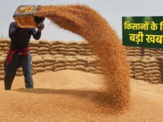 प्रदेश में किसानों के लिए अच्छी खबर, गेहूं उपार्जन की तारीख बढ़ी, जानें ताजा अपडेट