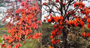 सफलता की कहानी: पलाश फूल से बढ़ती आजीविका और समृद्धि