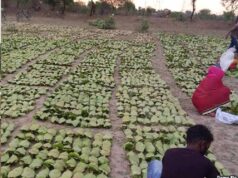 तेंदूपत्ता पर डबल असर: बारिश-ओलों से नुकसान, मौसम खराबी से संग्रहण भी घटा