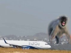 रनवे पर बंदर से हड़कंप, Lucknow में रायपुर फ्लाइट की लैंडिंग के समय इमरजेंसी ब्रेक लगाया गया