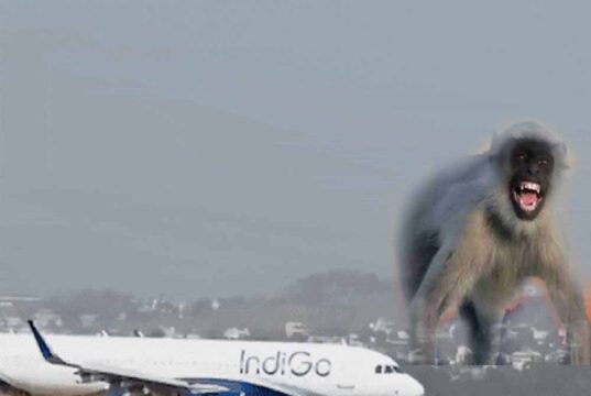 रनवे पर बंदर से हड़कंप, Lucknow में रायपुर फ्लाइट की लैंडिंग के समय इमरजेंसी ब्रेक लगाया गया