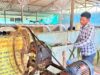 6 गायों से शुरू किया था डेयरी का सफर अब 25 गायों तक पहुंचा