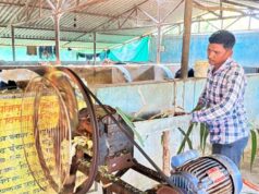 6 गायों से शुरू किया था डेयरी का सफर अब 25 गायों तक पहुंचा