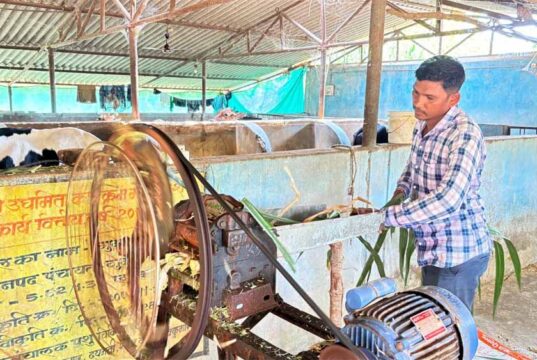 6 गायों से शुरू किया था डेयरी का सफर अब 25 गायों तक पहुंचा