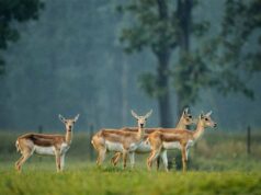विलुप्ति की ओर बढ़ रहे काले हिरणों के लिए बरनवापारा अभयारण्य बना उम्मीद की नई किरण