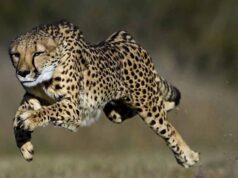 कूनो में चीतों का प्रजनन: 3 महीने में 4 मादा चीता बनीं मां, प्रबंधन ने बदली रणनीति, जंगल में प्रजनन को दी प्राथमिकता