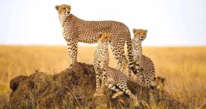 मंदसौर में चीता संरक्षण में सफलता, प्रभास और पावक ने पार किया अहम पड़ाव