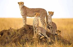 मंदसौर में चीता संरक्षण में सफलता, प्रभास और पावक ने पार किया अहम पड़ाव