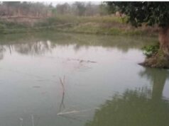 डबरी, मछली पालन और बहुफसली खेती से बदली तकदीर—सगनू बने गांव के प्रेरणास्रोत