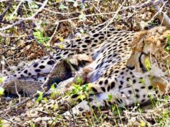 कूनो नेशनल पार्क में चीतों के लिए ग्लोबल ब्रीडिंग सेंटर की सफलता, भारत को मिली बड़ी उपलब्धि”