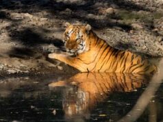 मुख्यमंत्री बोले – खिवनी अभयारण्य बनेगा वन्यजीव संरक्षण और इको-टूरिज्म का आदर्श मॉडल