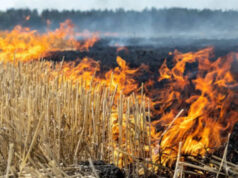 नरवाई जलाना खेत और सेहत दोनों के लिए हानिकारक, कृषि मंत्री कंषाना का बयान