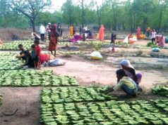 मुख्यमंत्री बोले – महिला तेंदूपत्ता संग्राहकों के सशक्तिकरण के लिये प्रदेश में संवेदनशील और दूरदर्शी नीतियां