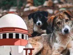 स्ट्रे डॉग्स को लेकर SC सख्त, लेकिन क्या राज्यों के पास हैं इतने शेल्टर और संसाधन?