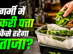 करी पत्ता स्टोर करने के आसान तरीके: महीनों तक रहेगा फ्रेश और हरा-भरा