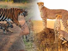 नौरादेही में वन्यजीवों की सुरक्षा और अपराध रोकने का नया कदम, पूर्व सैनिक करेंगे मोर्चा संभाल