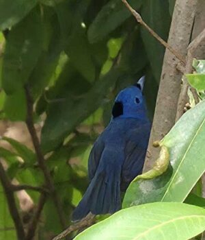 Bird_01.jpg