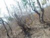 बेशकीमती जंगल उजाड़ने का खेल, 116 एकड़ में धड़ल्ले से कटे पेड़; रात तक चलता रहा ऑपरेशन