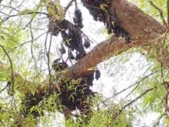 गर्मी से बेहाल छत्तीसगढ़, हीट स्ट्रोक ने ली 500+ चमगादड़ों की जान