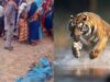 बांधवगढ़ में दहशत: बाघ ने घर में घुसकर महिला पर किया हमला, तीन परिजन भी घायल
