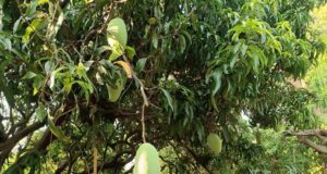 मध्यप्रदेश के आमों की मिठास और विशालकाय नूरजहाँ की विश्व पहचान