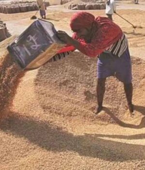 wheat_A_45_1-1.jpg