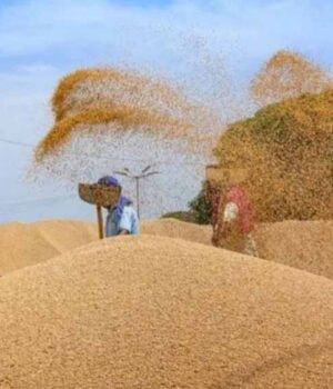 wheat_A_45_3-2.jpg
