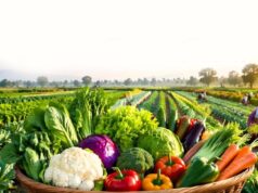 किसान कल्याण की दिशा में बड़ी सफलता, 4 साल में सब्जी उत्पादन में अभूतपूर्व वृद्धि दर्ज