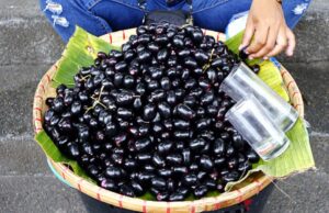 मानसून स्पेशल: कम समय के लिए मिलने वाला जामुन सेहत के लिए क्यों है फायदेमंद